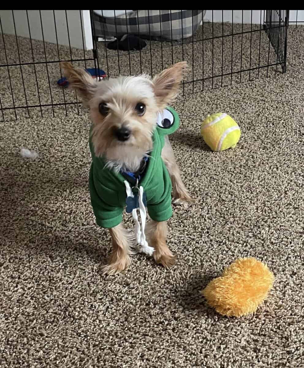 Free 2 year old male yorkie image 3