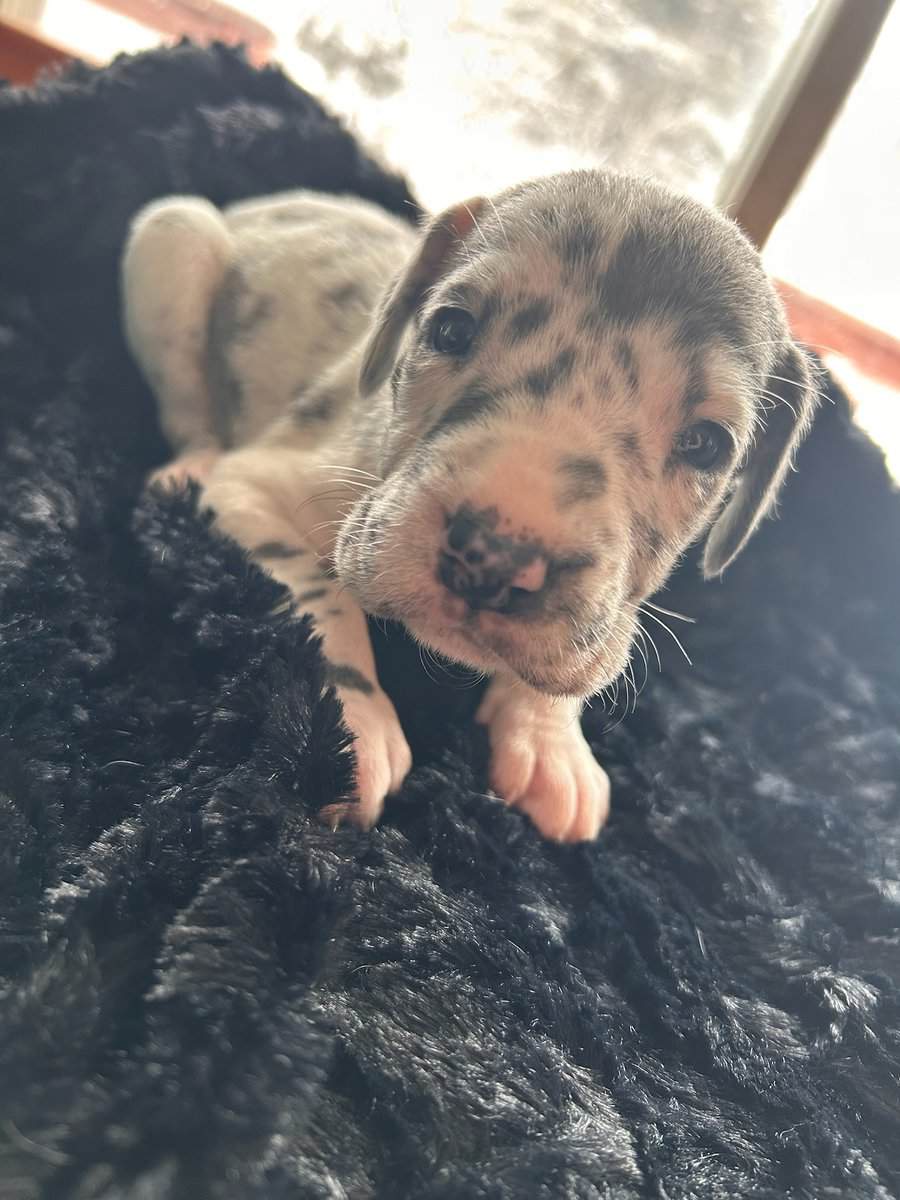Great Dane Puppies image 1