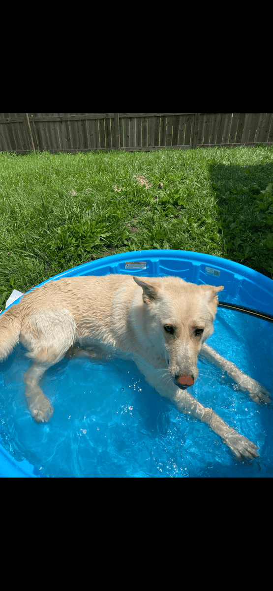 Luna, white/tan German shepherd image 4