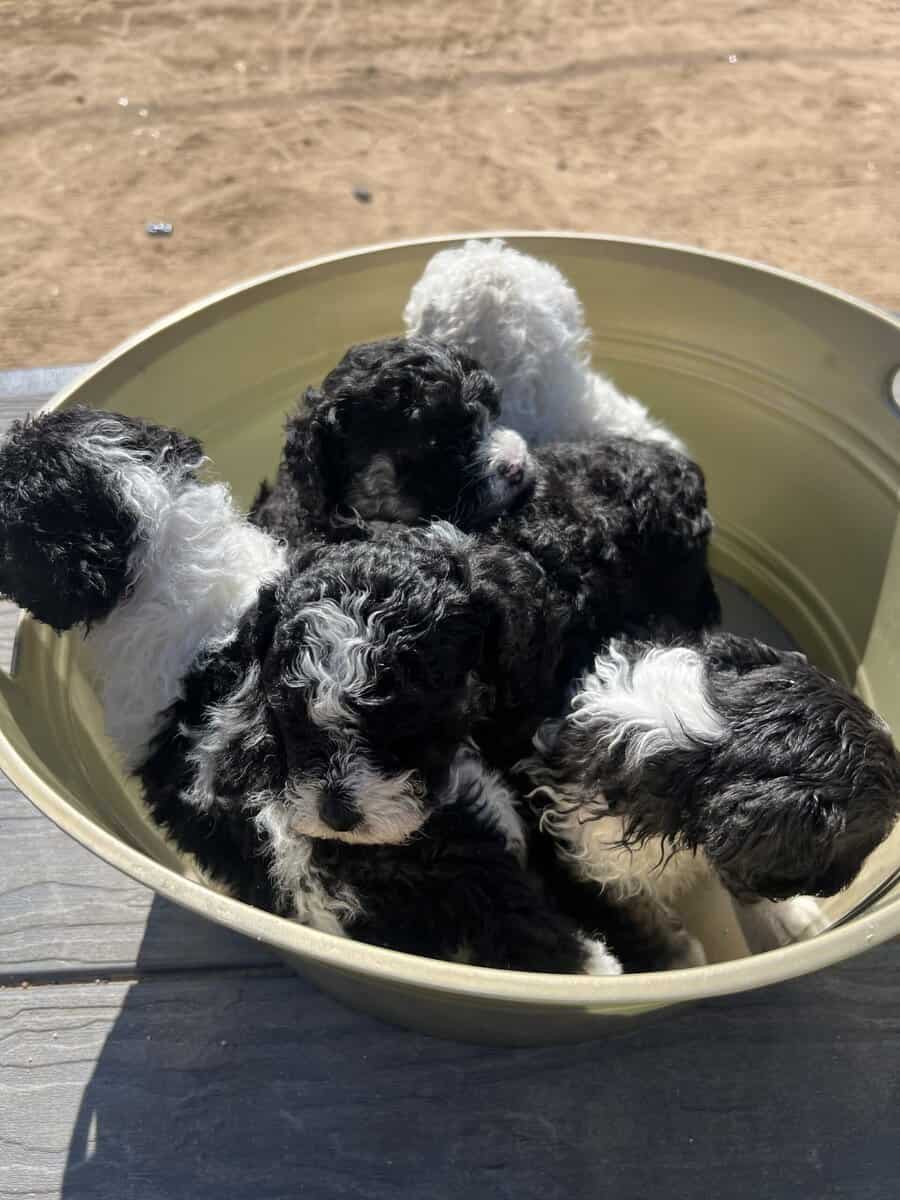 Maltipoo puppies image 3