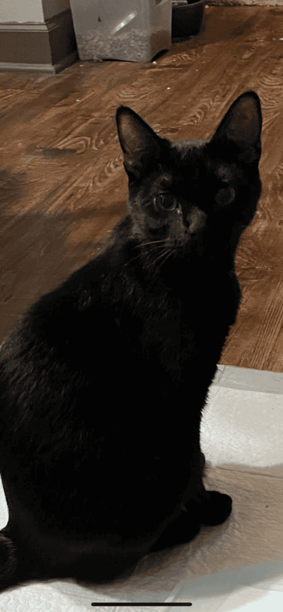 Two cats image 2