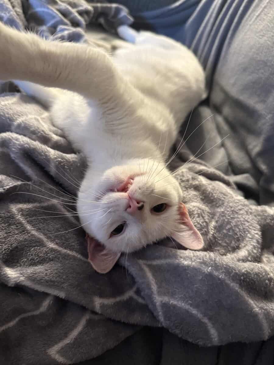 White Adult Cat needs a home image 5