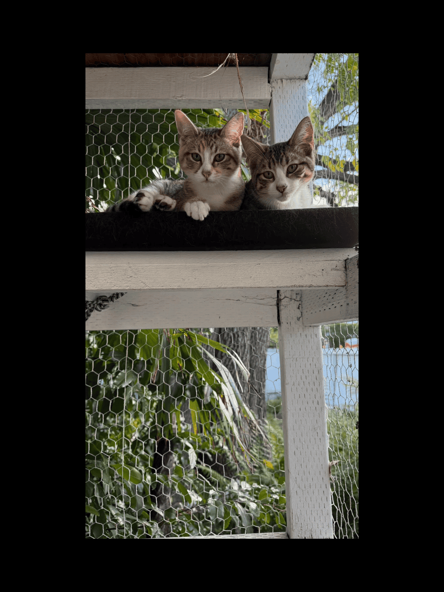 Sister Kittens for Adoption image 1