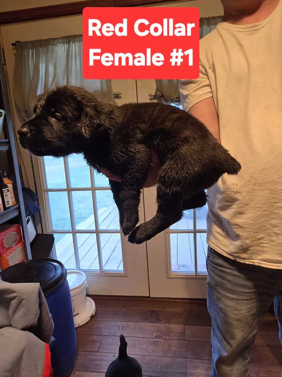 Cane Corso Belgian Malinois Puppies image 2