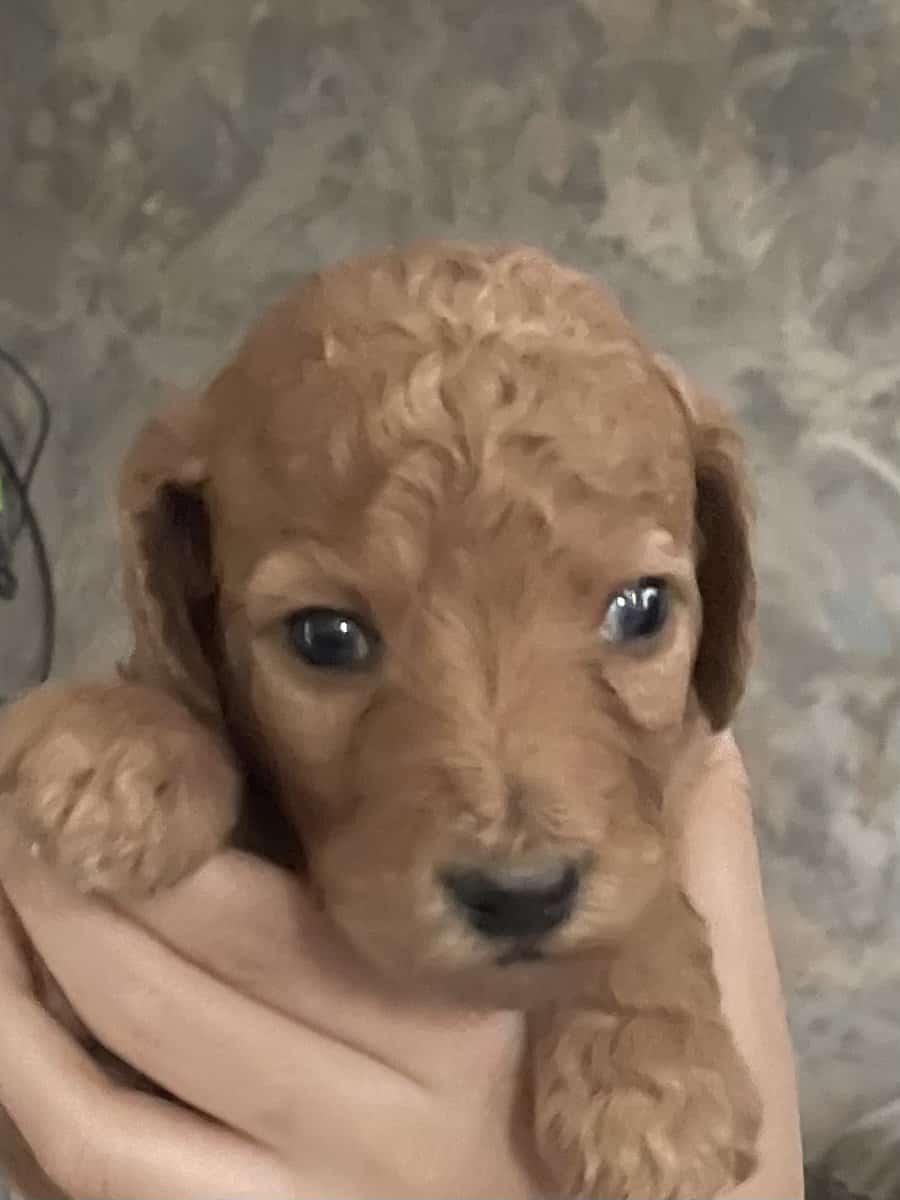 Goldendoodle Puppies image 3
