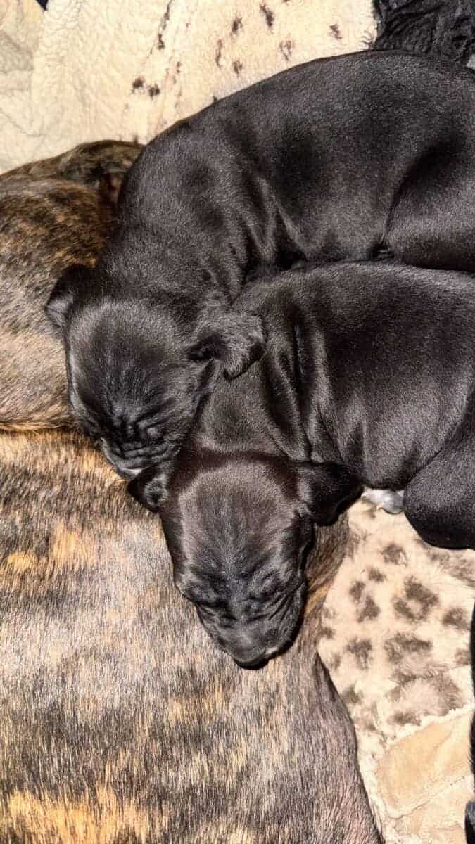 Purebred Cane Corso xGerman Shorthair Pointer (VA) image 3