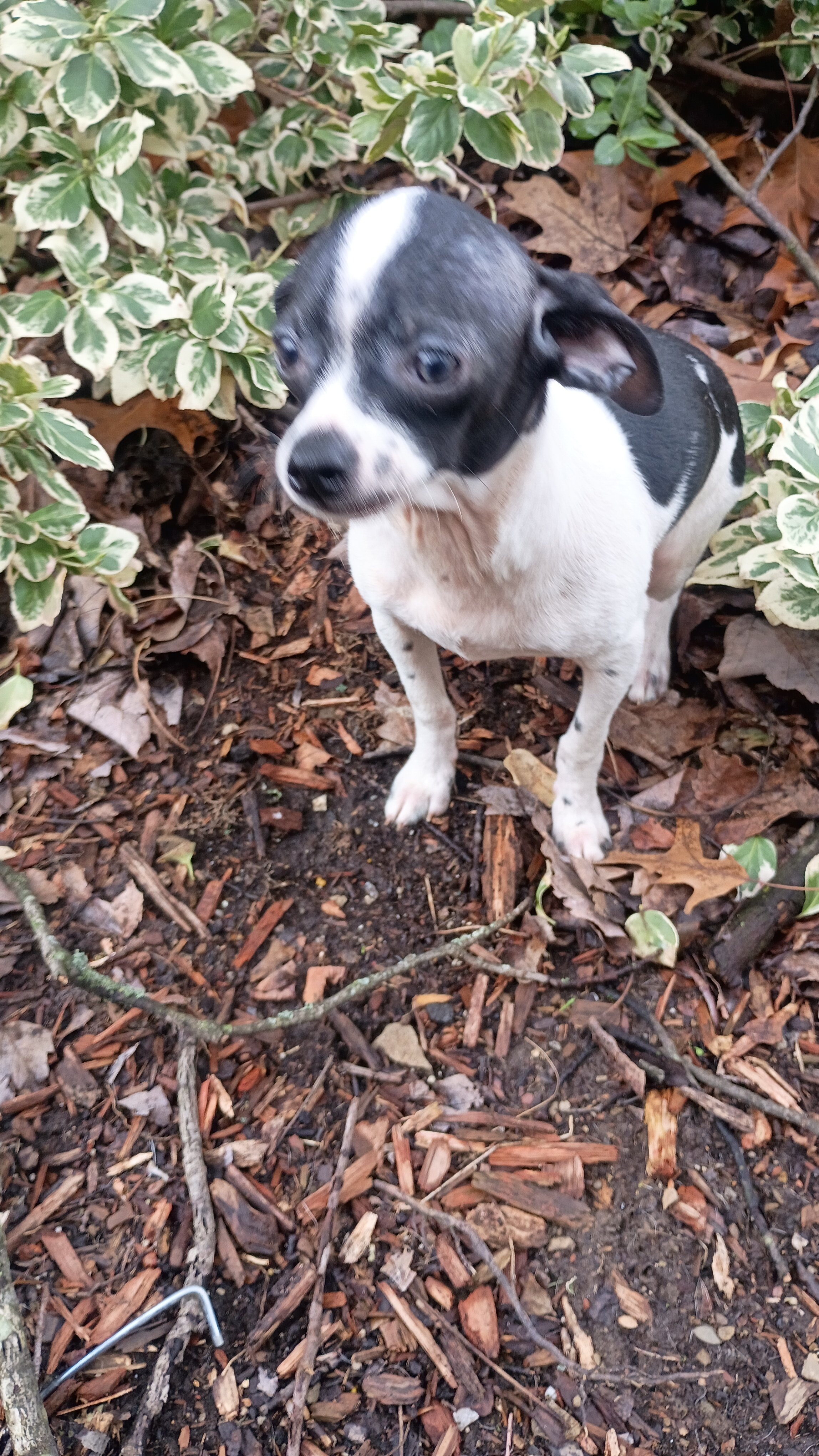 Chihuahua male pups looking for loving home image 2