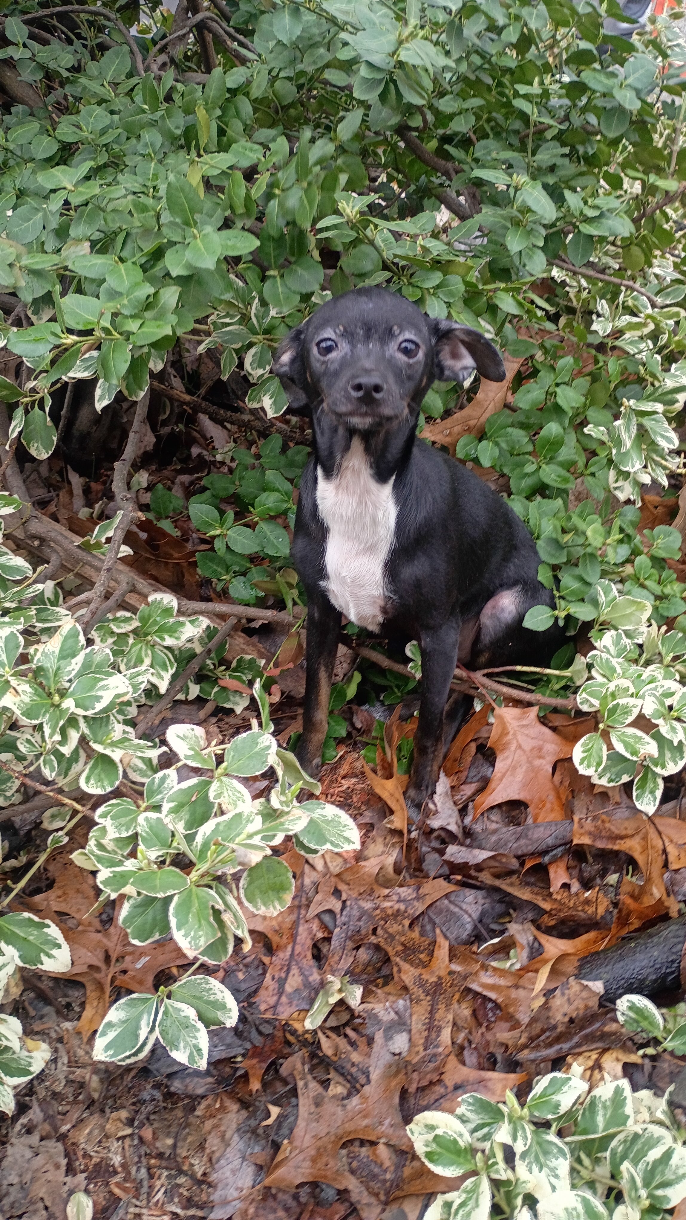 Chihuahua male pups looking for loving home image 3