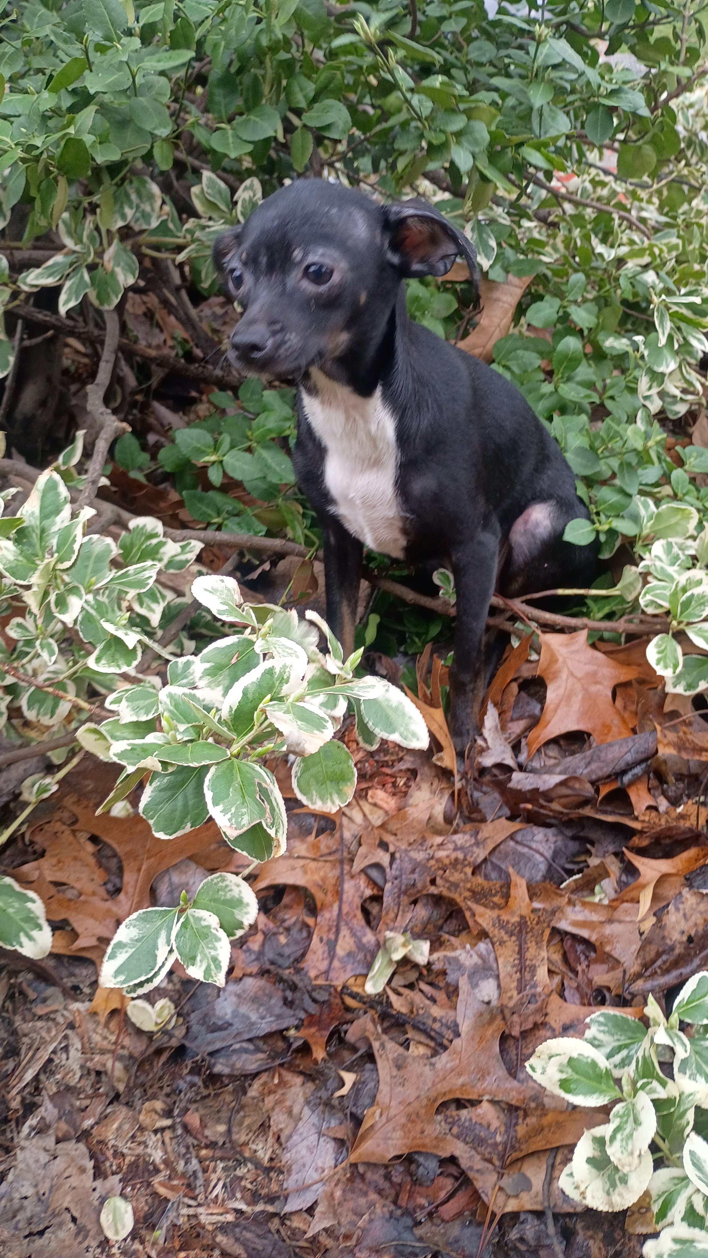 Chihuahua male pups looking for loving home image 4
