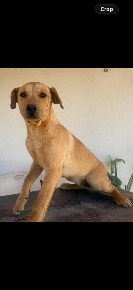 Puppy 1 image 2