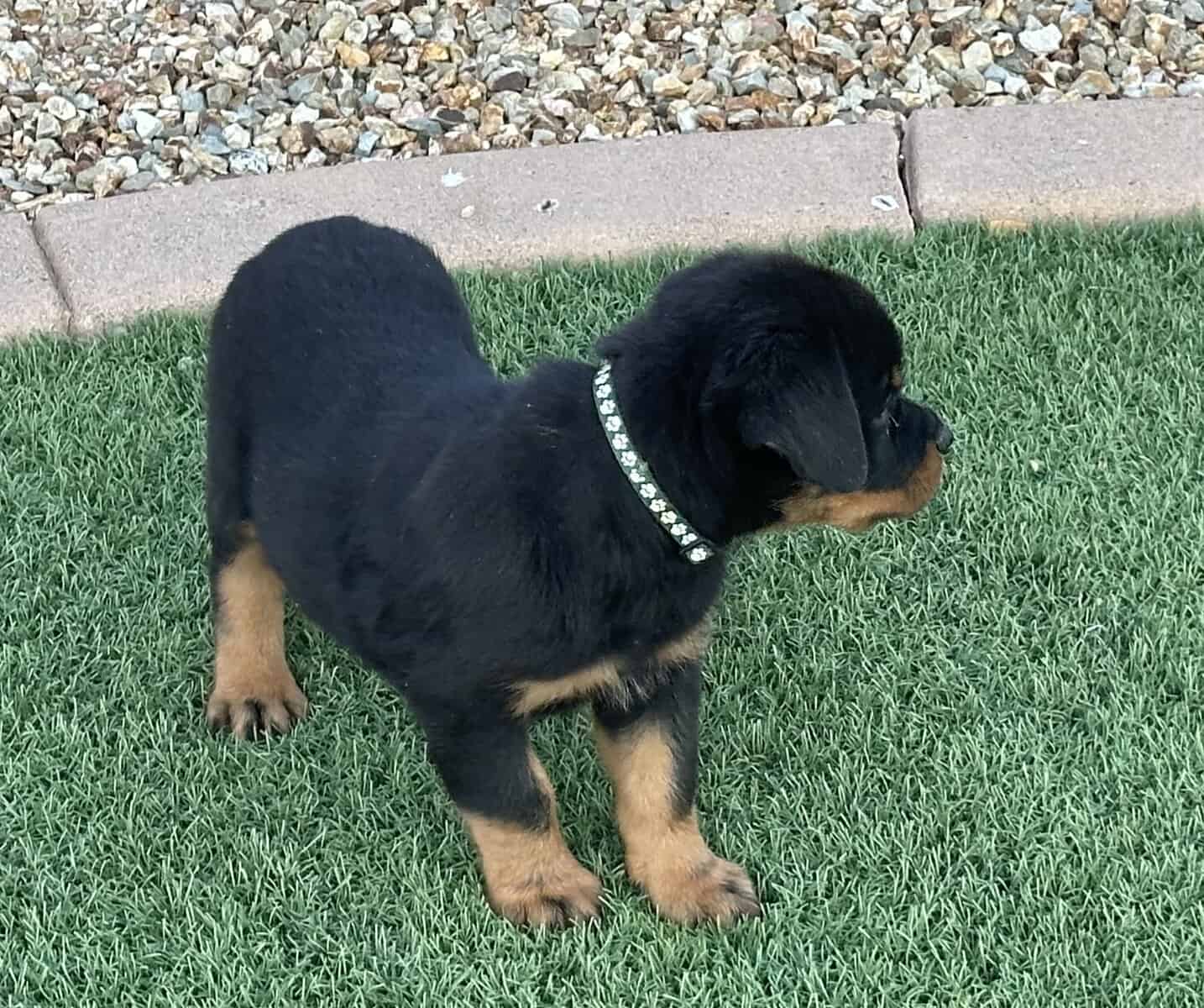 Rottweiler Pups image 2