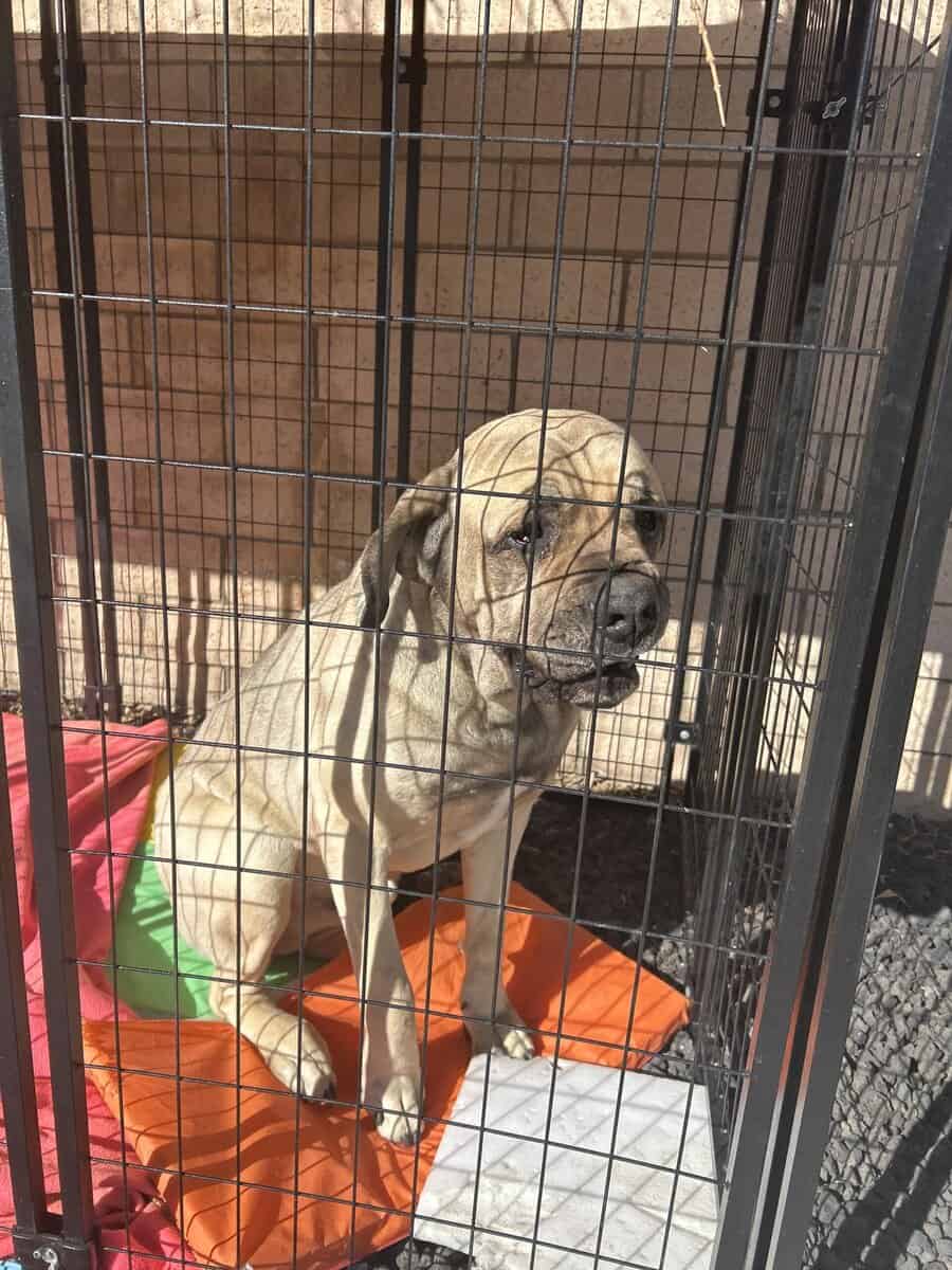 Dog rehoming image 2