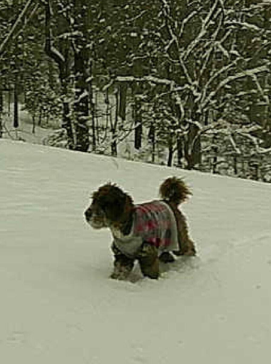 Rehoming Goldendoodle image 2