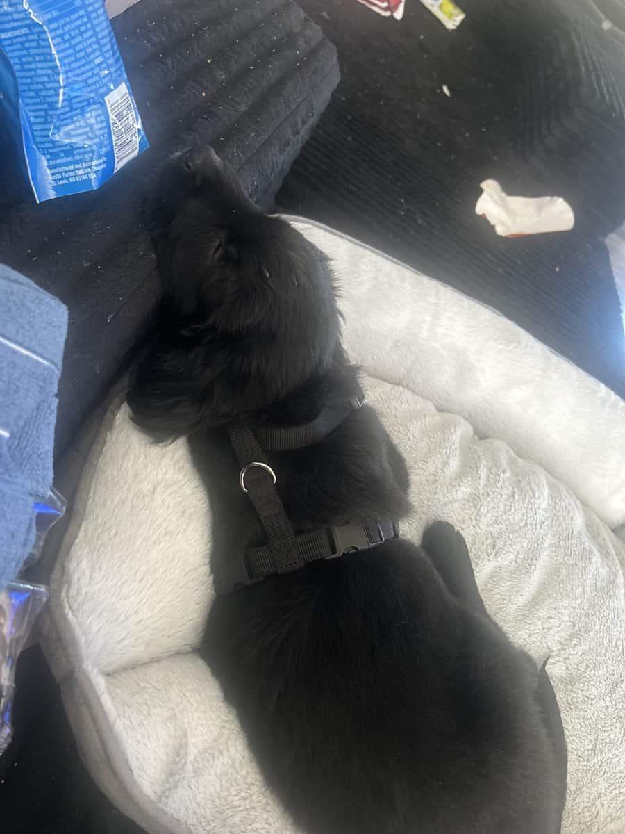 9 week old puppy image 2