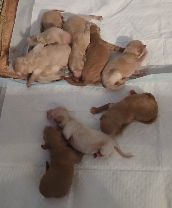 Mini-Poodle puppies image 1