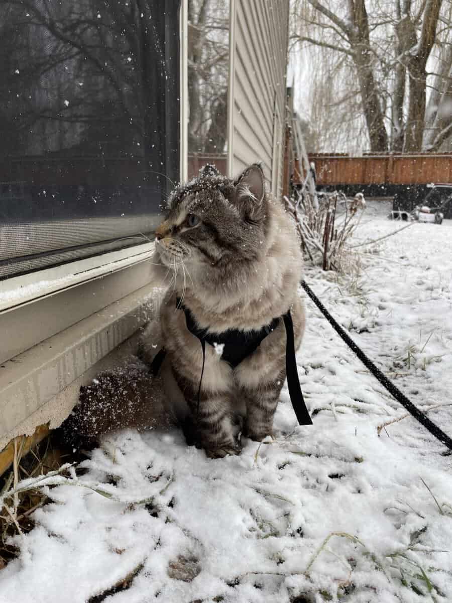 Rehoming Male Cat image 2