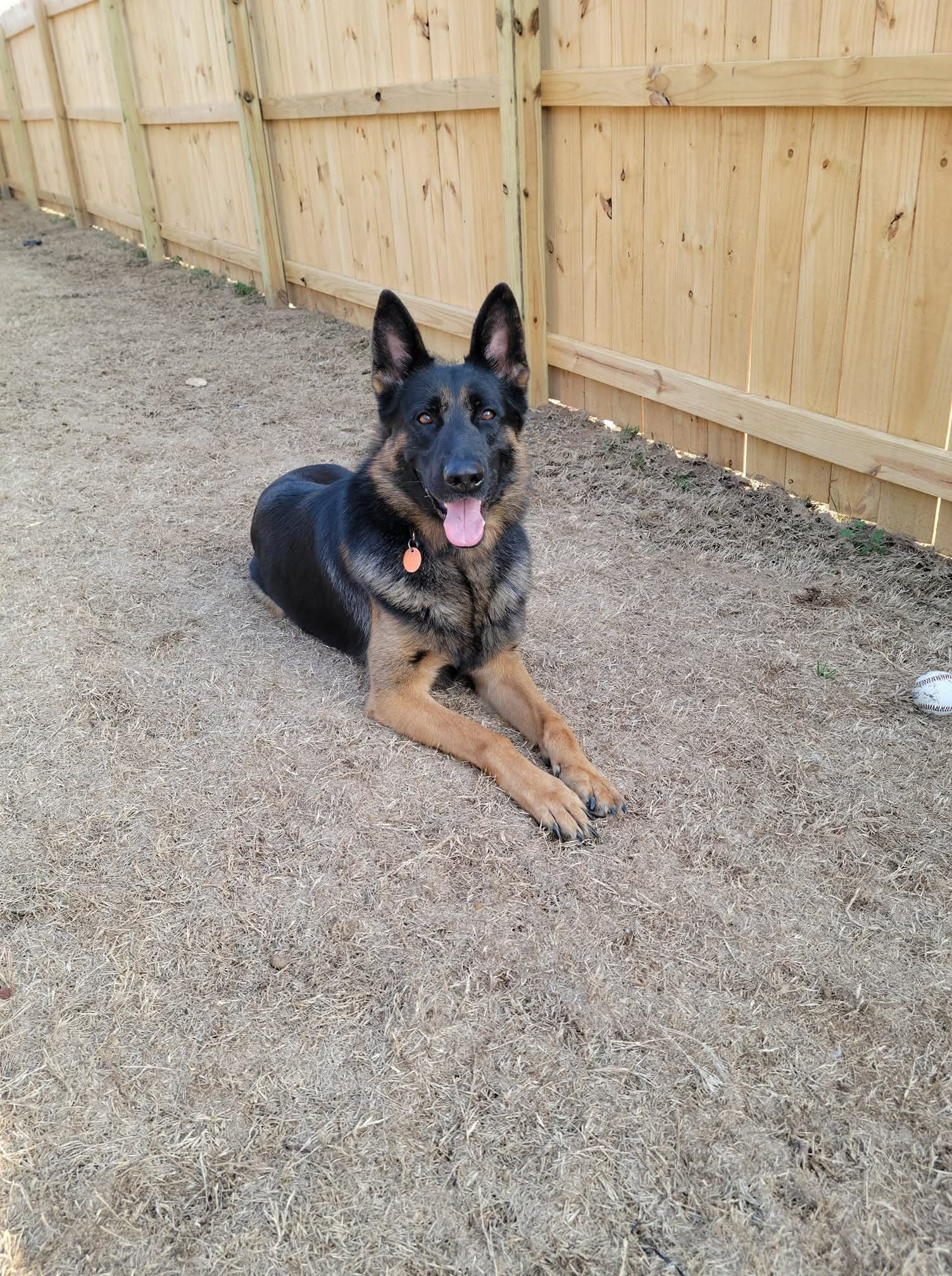 male german shepherd image 2