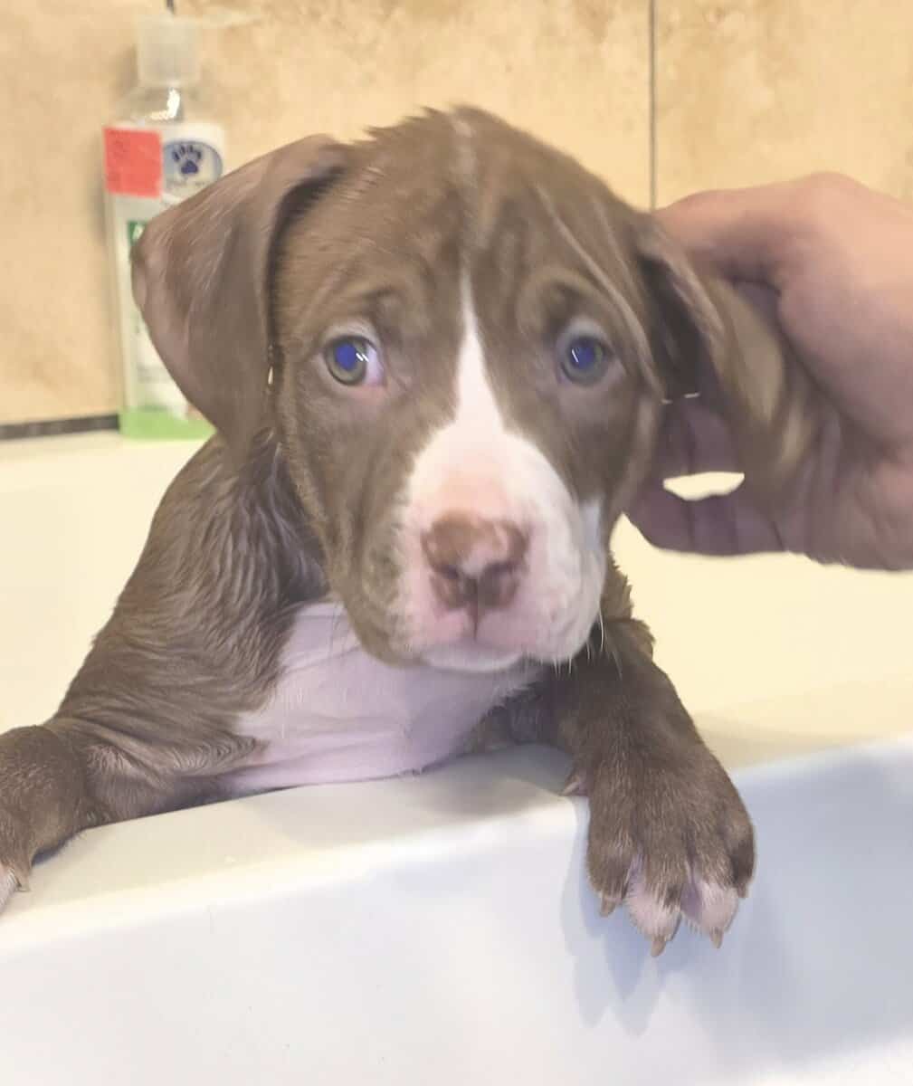 Staffordshire terrier pit bull pups for sale image 5