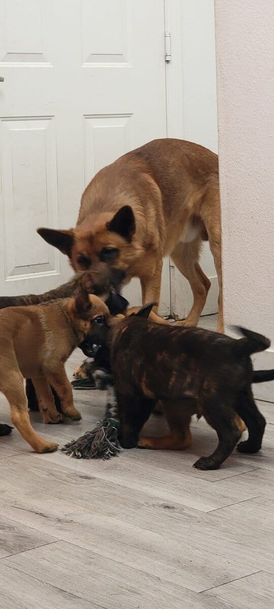Shepherd puppies image 1
