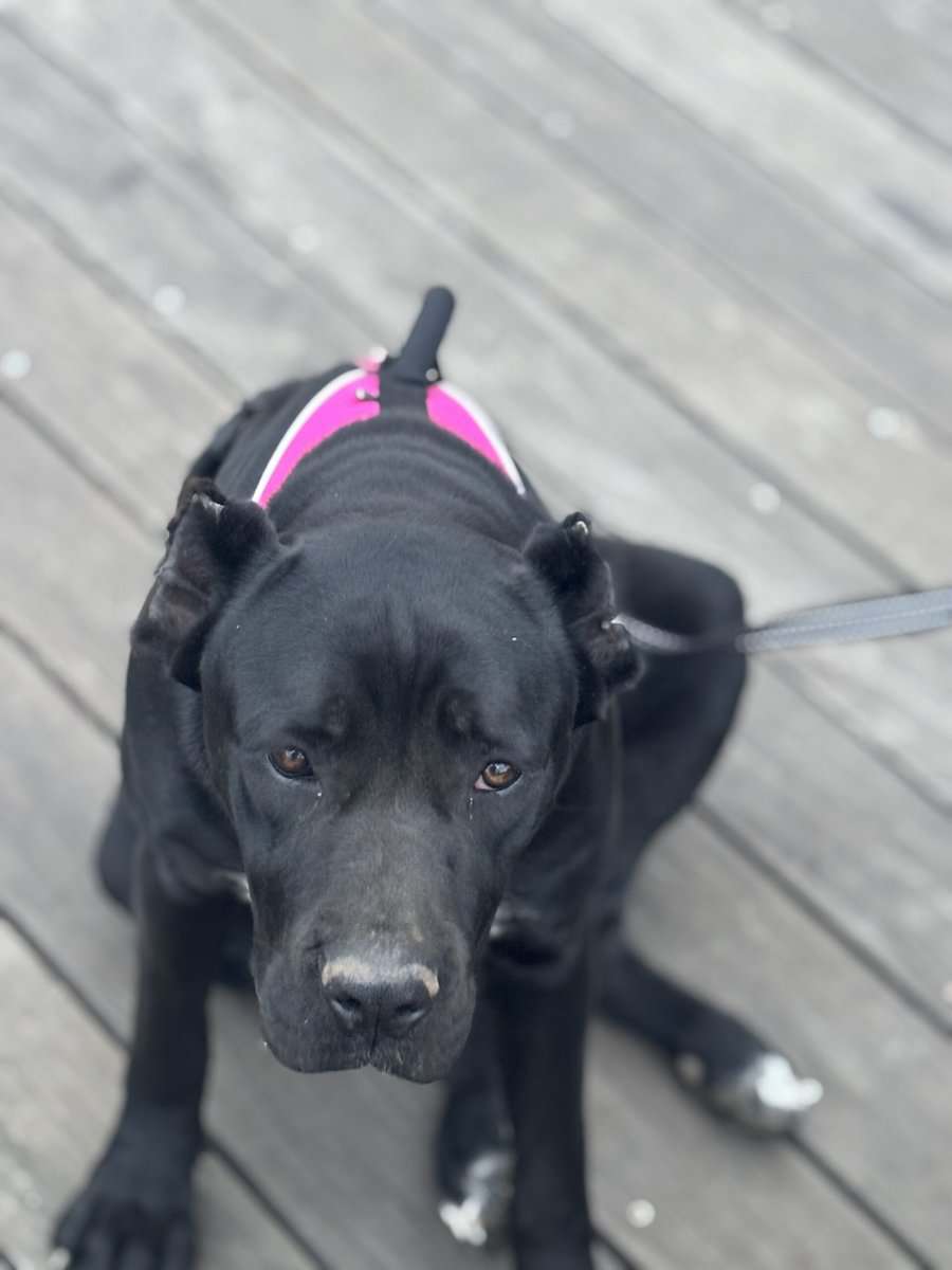 Cane Corso Puppies image 9