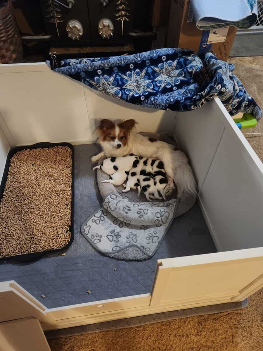 BayBell + Pepe Liter of 2 females/3 males image 3
