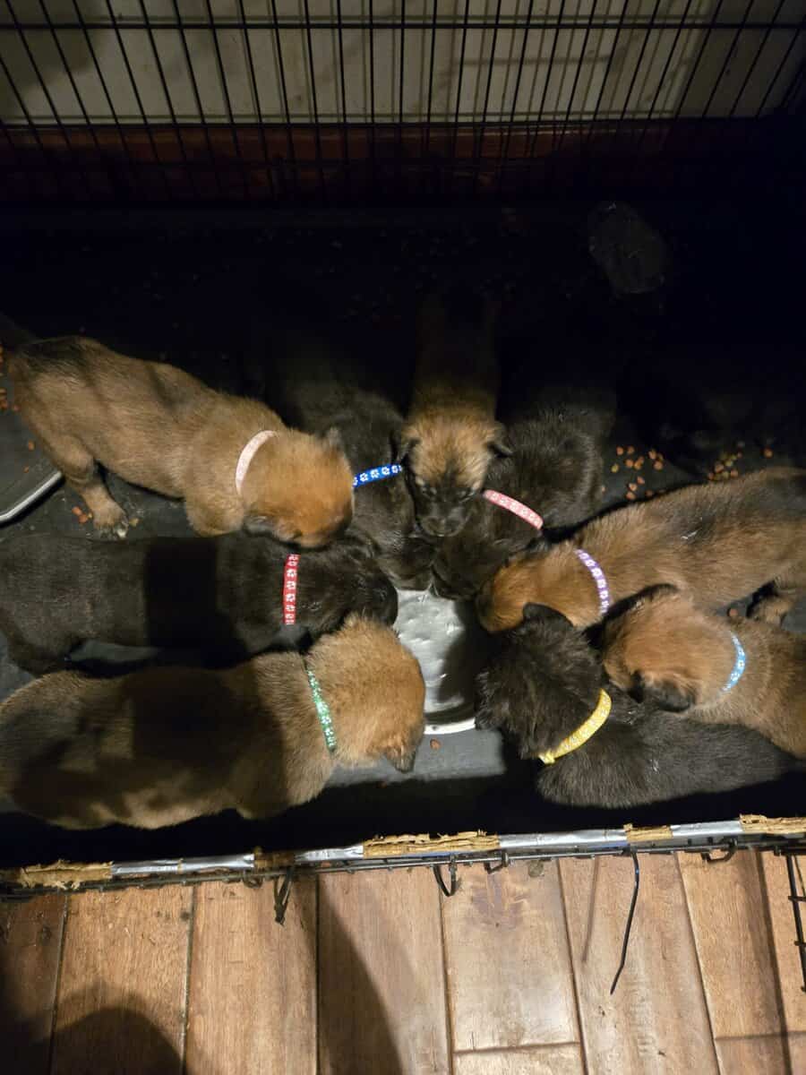 Cane Corso Belgian Malinois Puppies image 11
