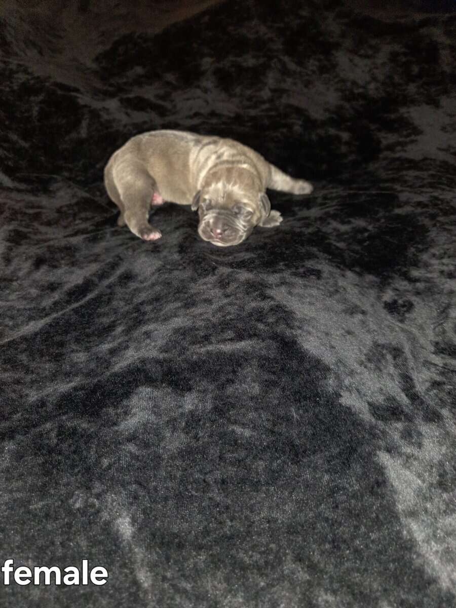 Cane Corso image 4