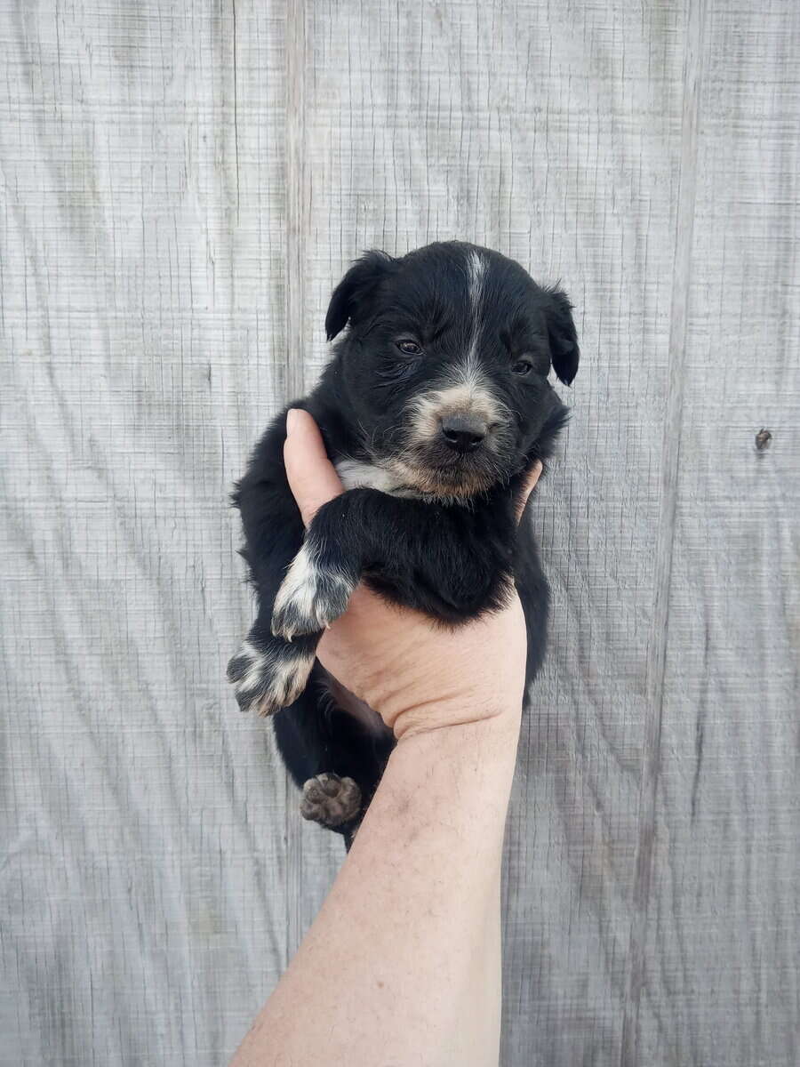 Border collie golden Retriever mix puppies image 3