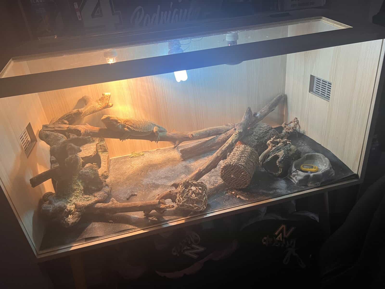 Blue citrus bearded dragon image 4