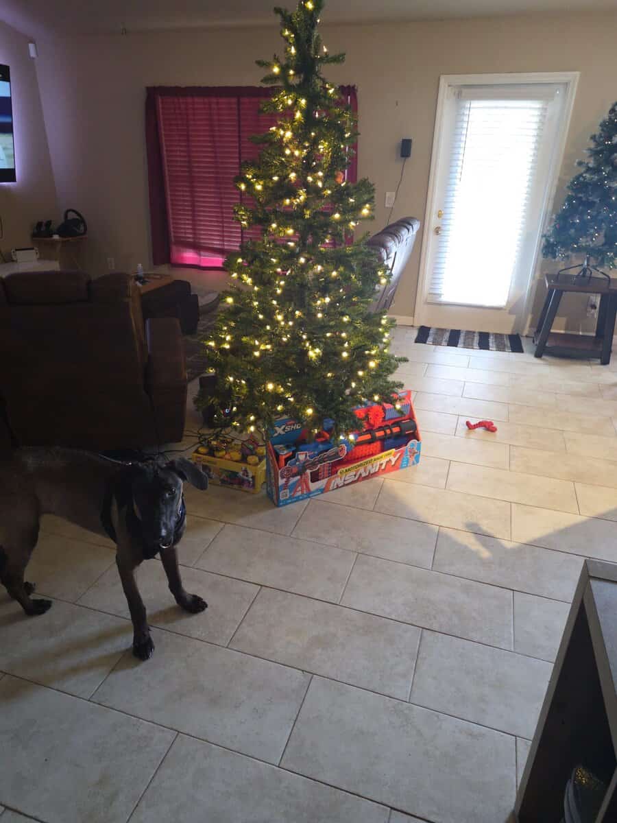 Malinois ridgeback image 3