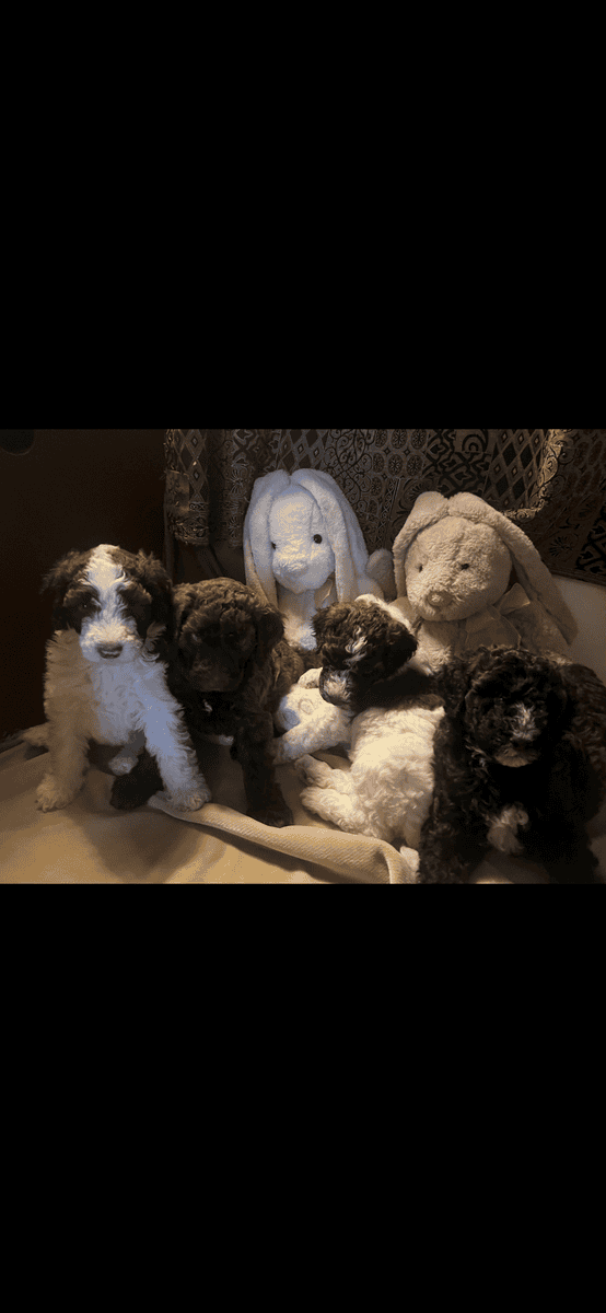 Poodle Puppies image 4