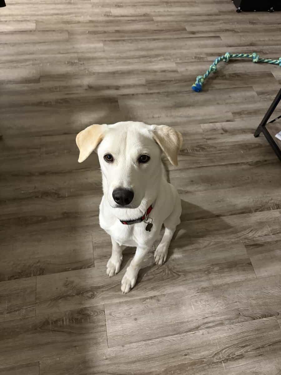 Needing a loving home for our Labrador Retriever image 1