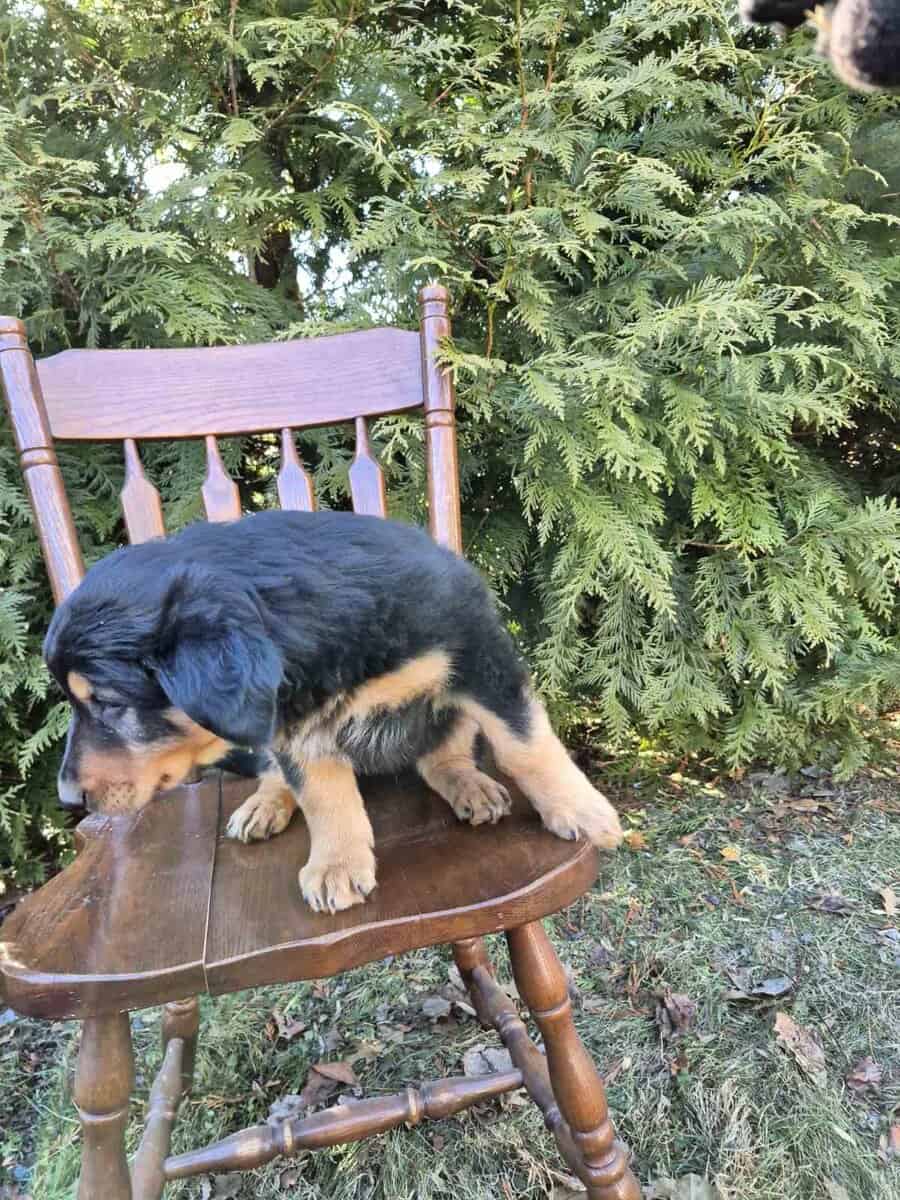 English Shepherd Puppy Toby image 3