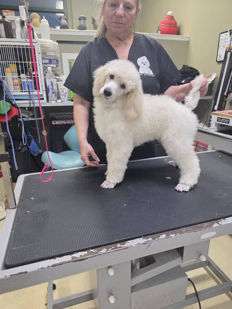 Beautiful Poodles image 1