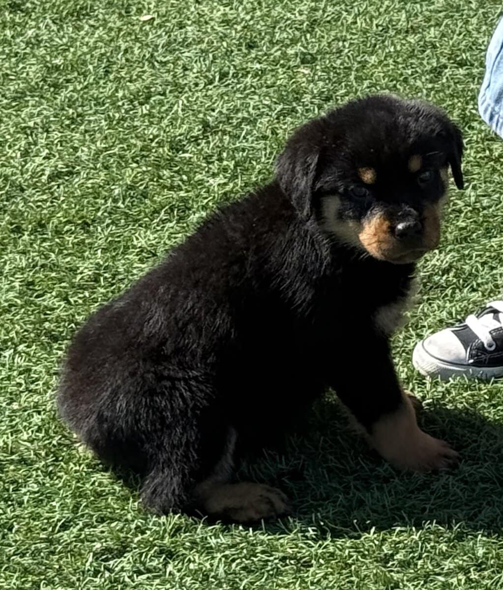 Rottweiler Pups image 12