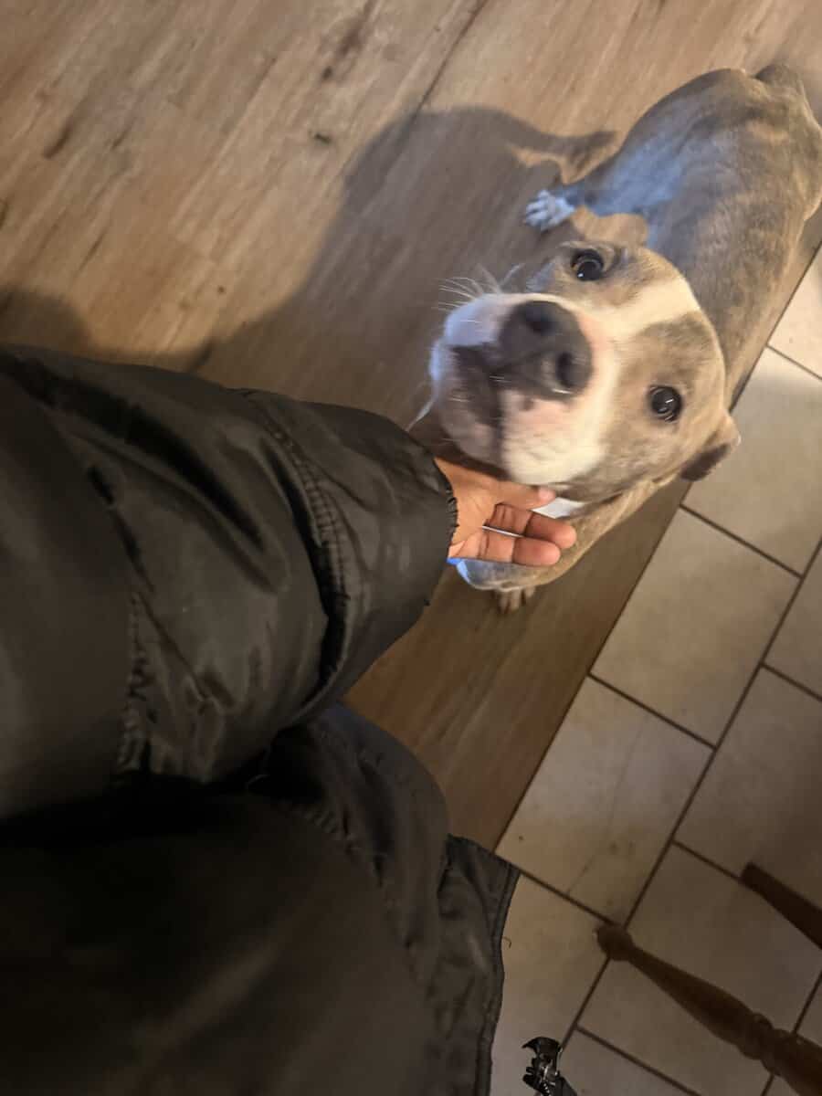 Free dog image 6