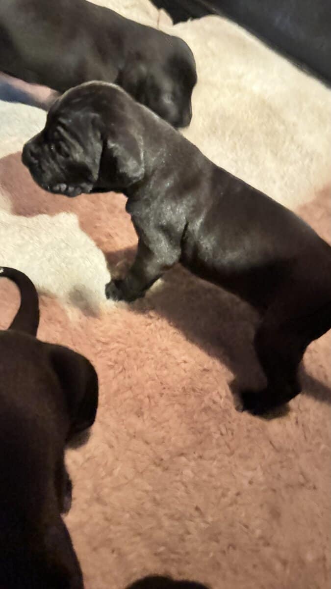 Purebred Cane Corso xGerman Shorthair Pointer (VA) image 12