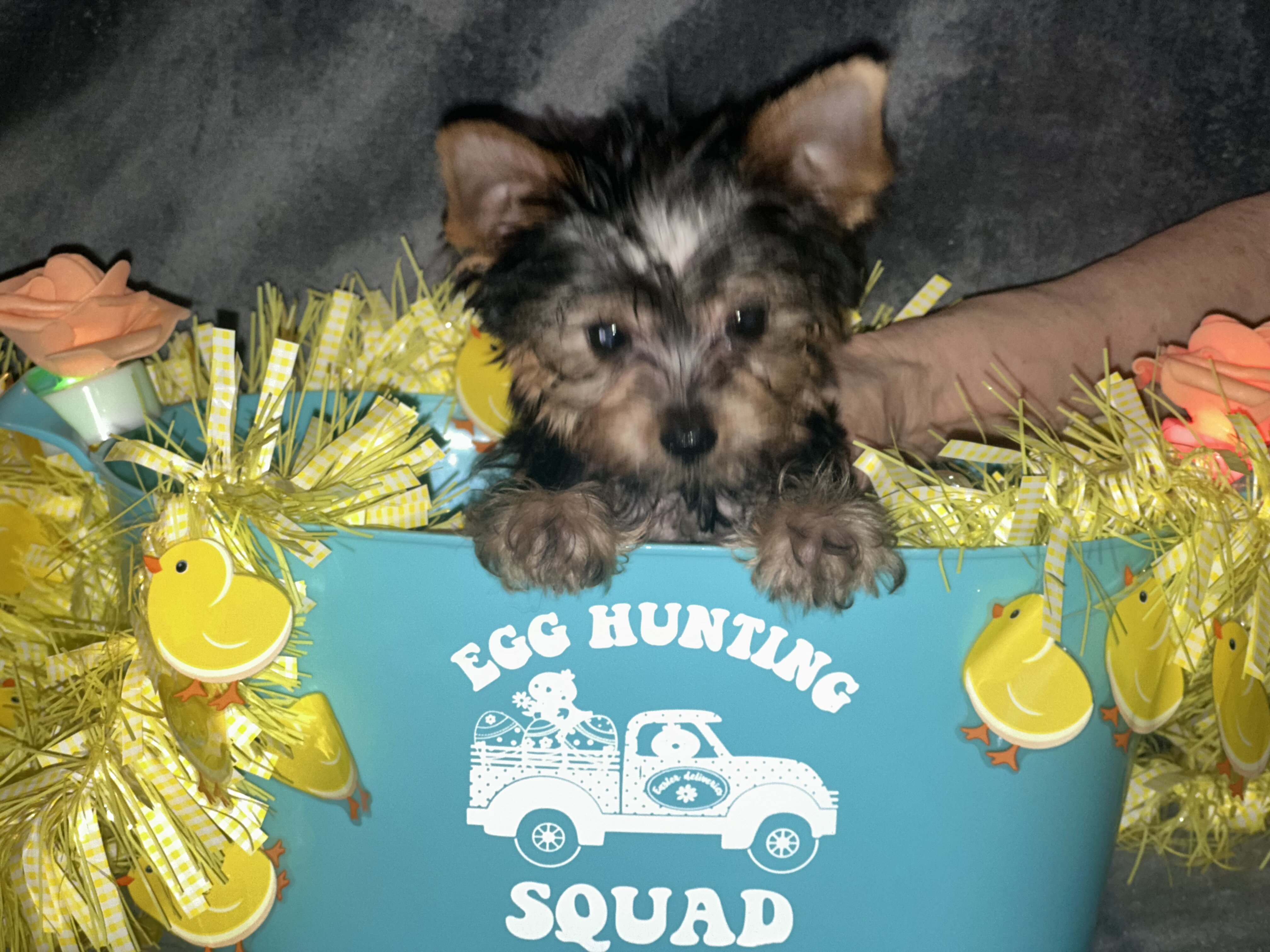 Teacup Yorkie teddy bear doll faces dew nails and image 1