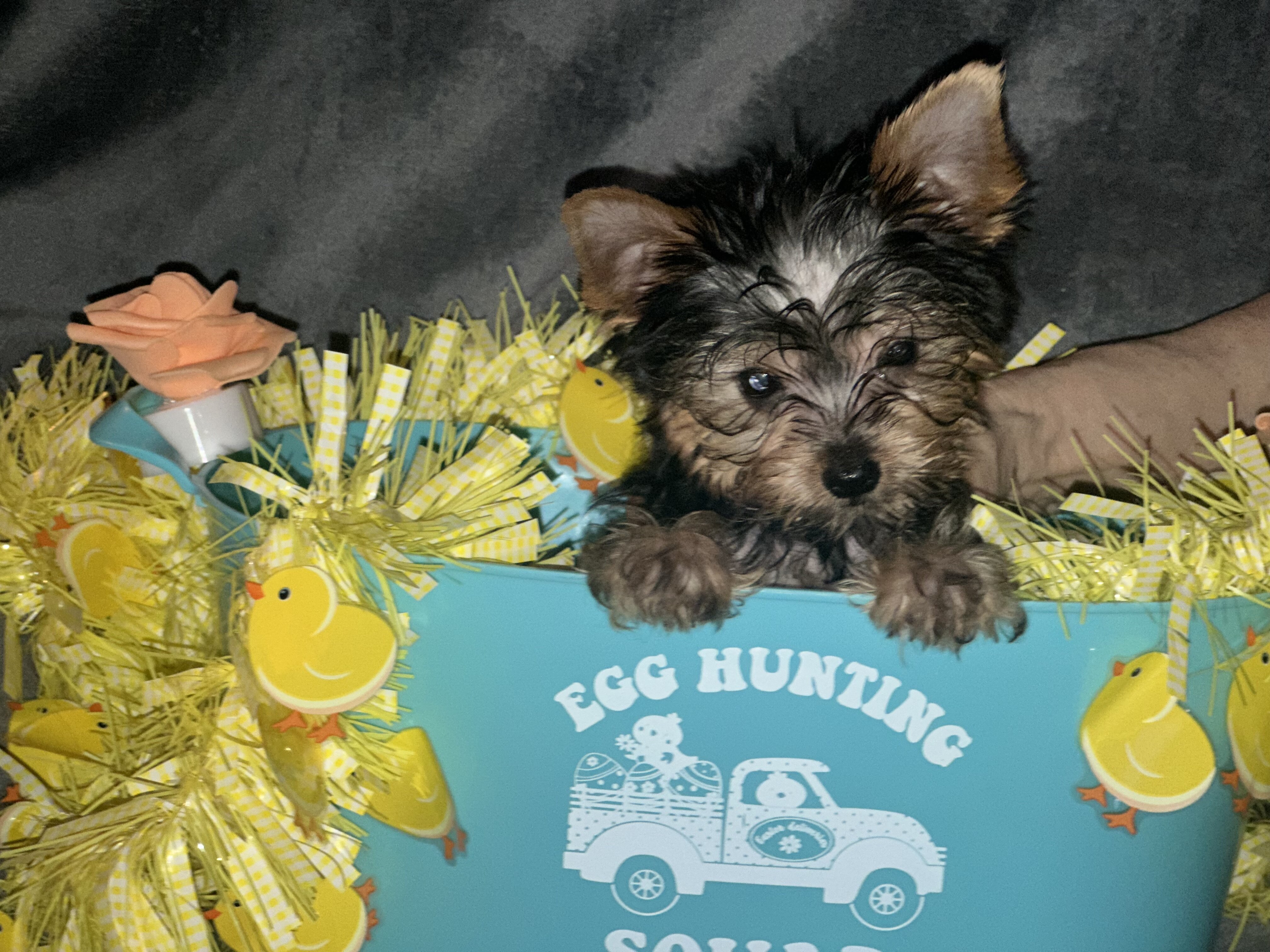 Teacup Yorkie teddy bear doll faces dew nails and image 4