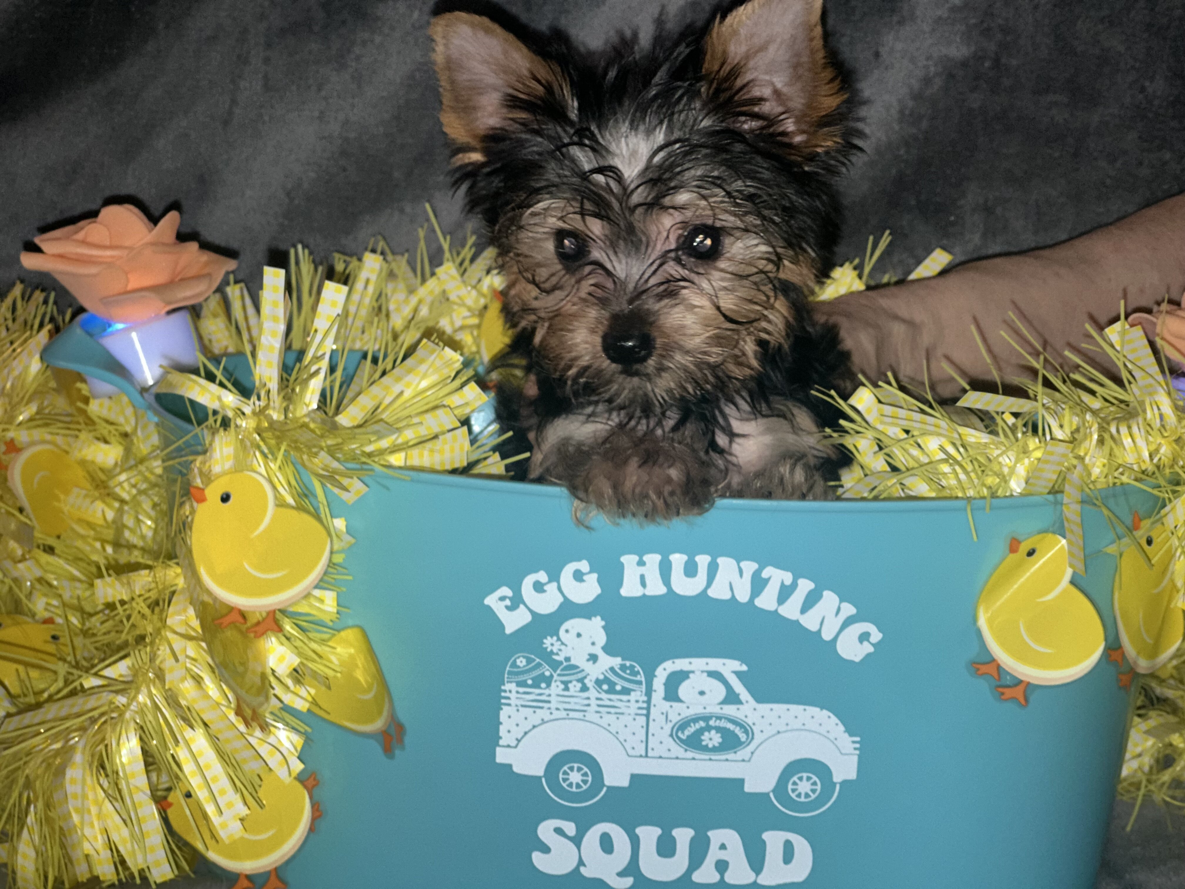 Teacup Yorkie teddy bear doll faces dew nails and image 3