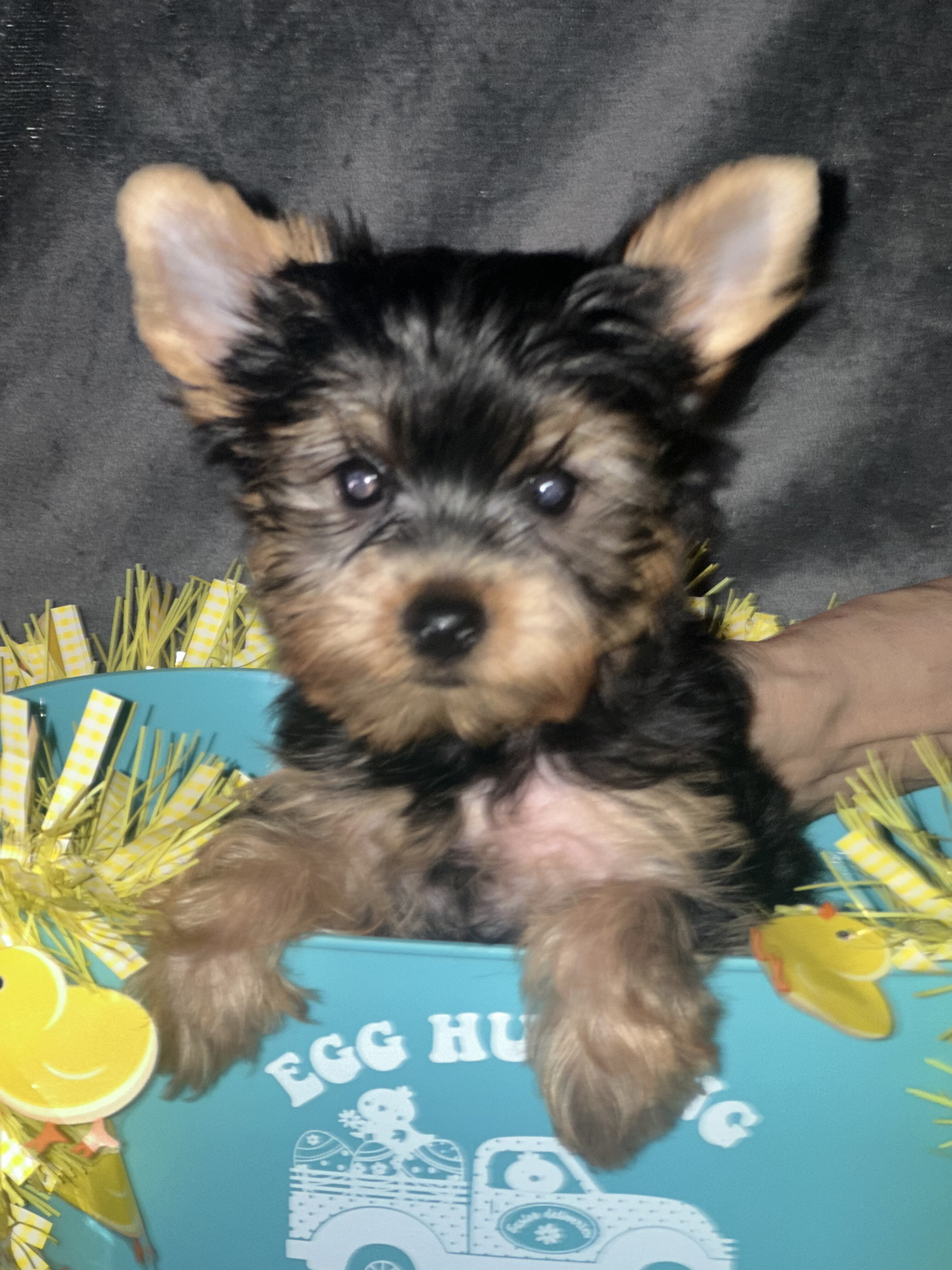 Teacup Yorkie teddy bear doll faces dew nails and image 5