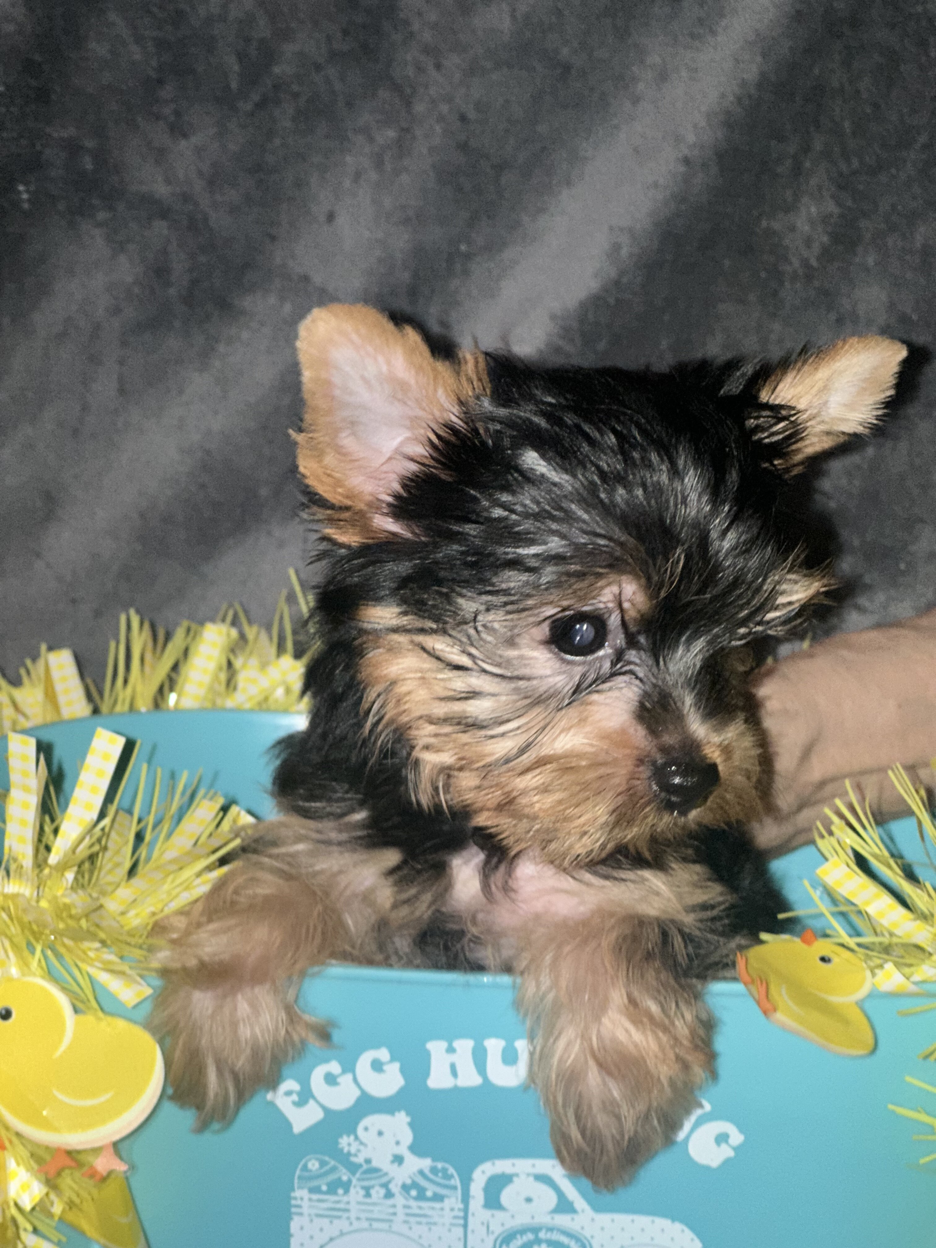 Teacup Yorkie teddy bear doll faces dew nails and image 6