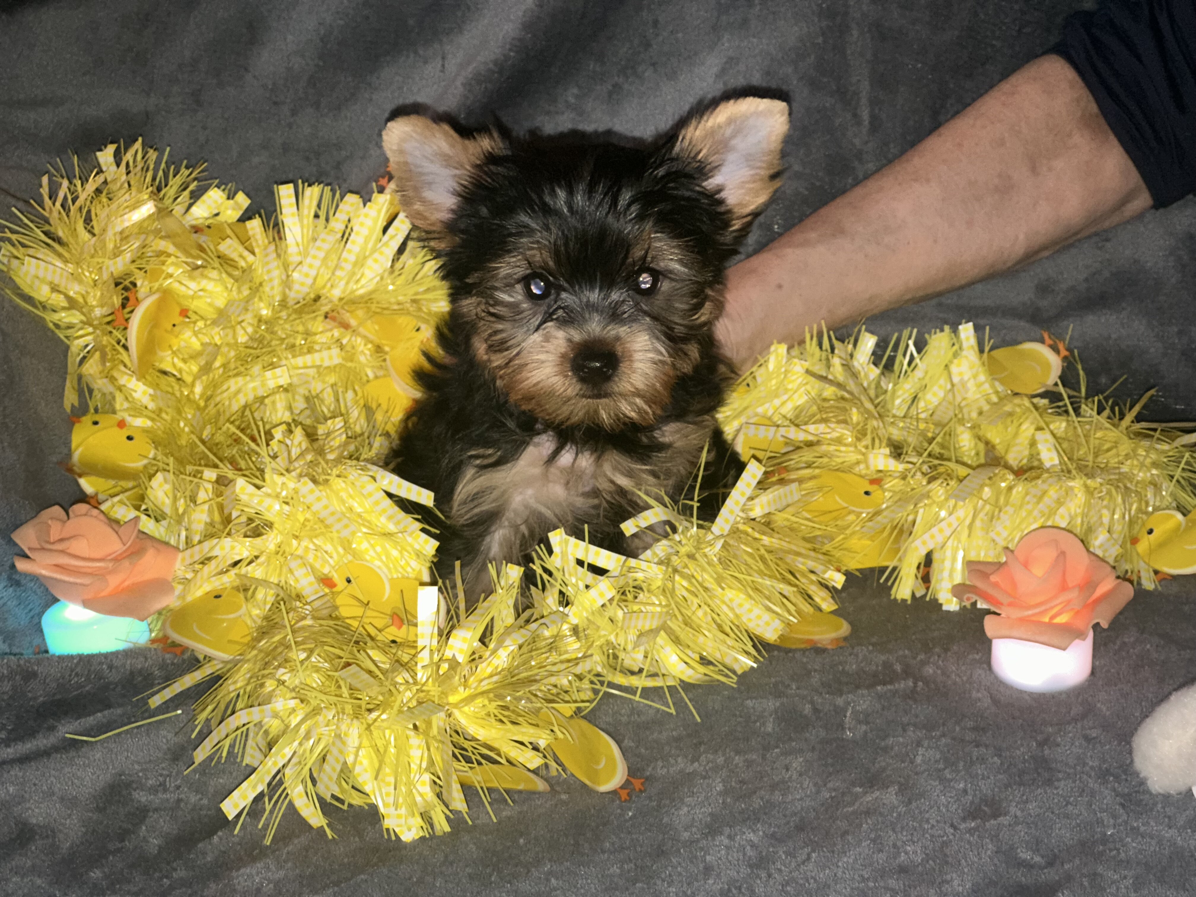 Teacup Yorkie teddy bear doll faces dew nails and image 7