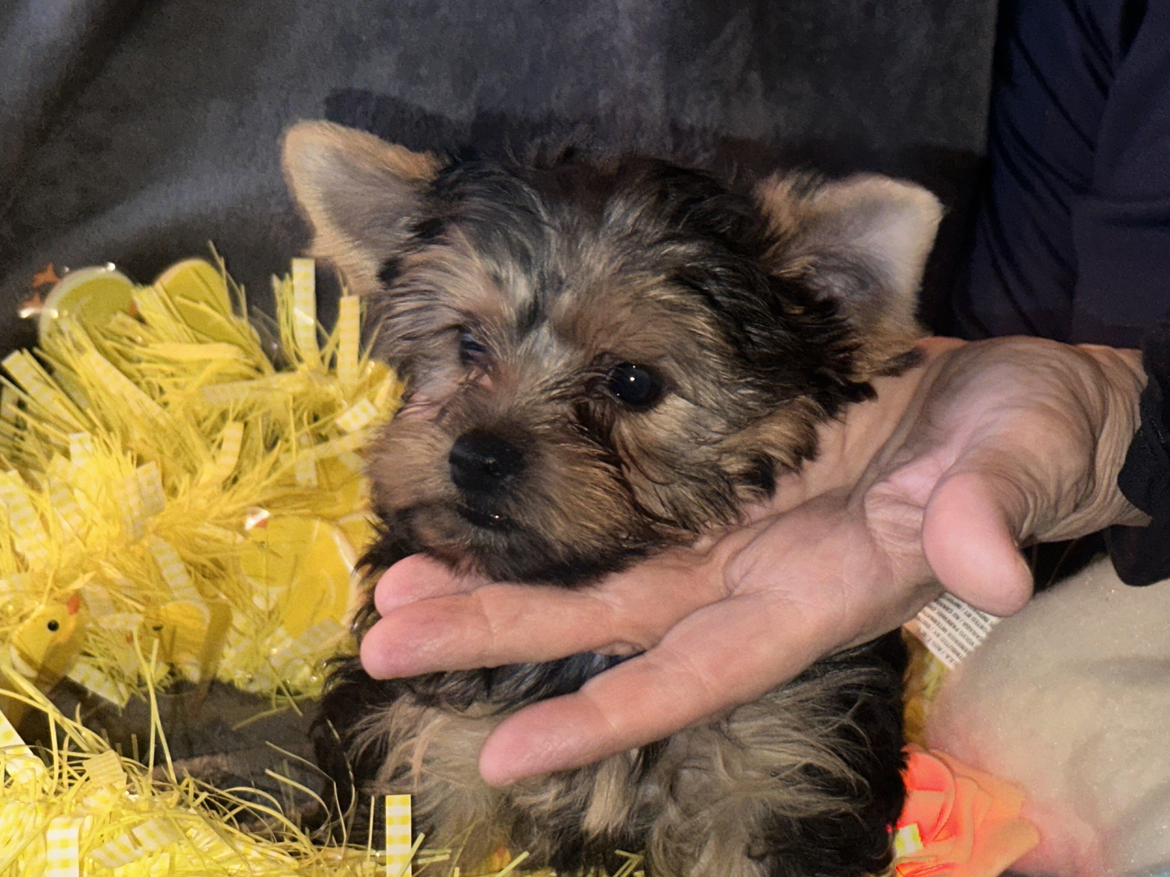 Teacup Yorkie teddy bear doll faces dew nails and image 8