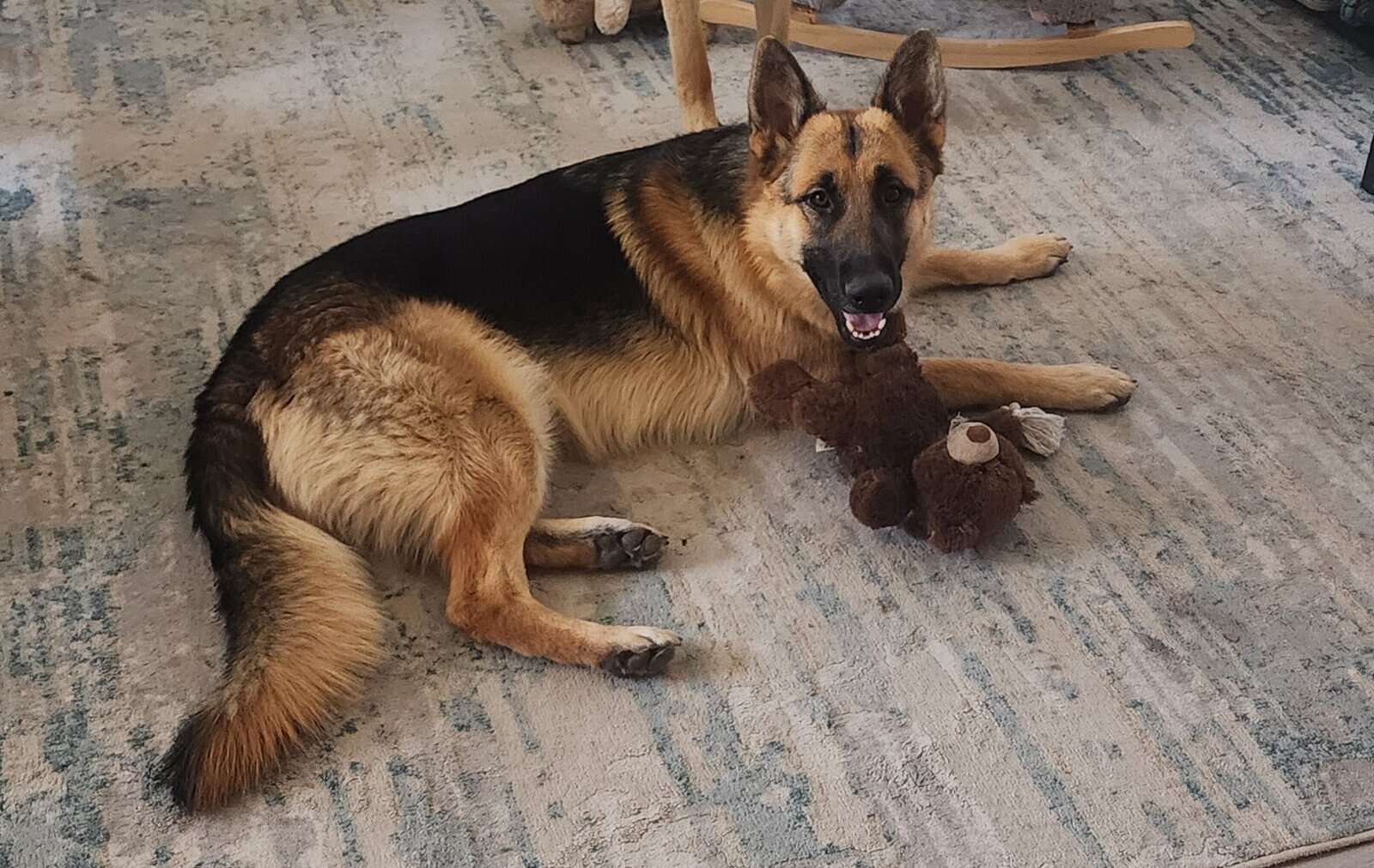 Rehoming 2 German Shepherds image 3