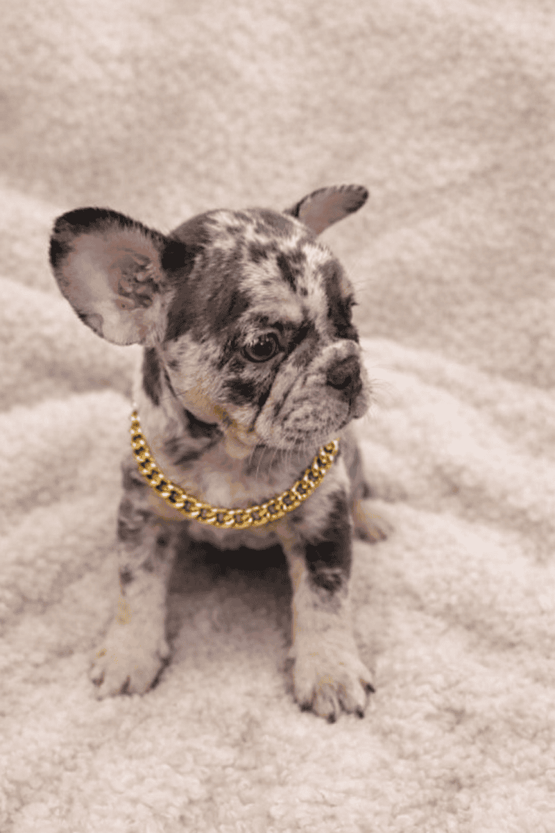 Beautiful Frenchies looking for a home image 4