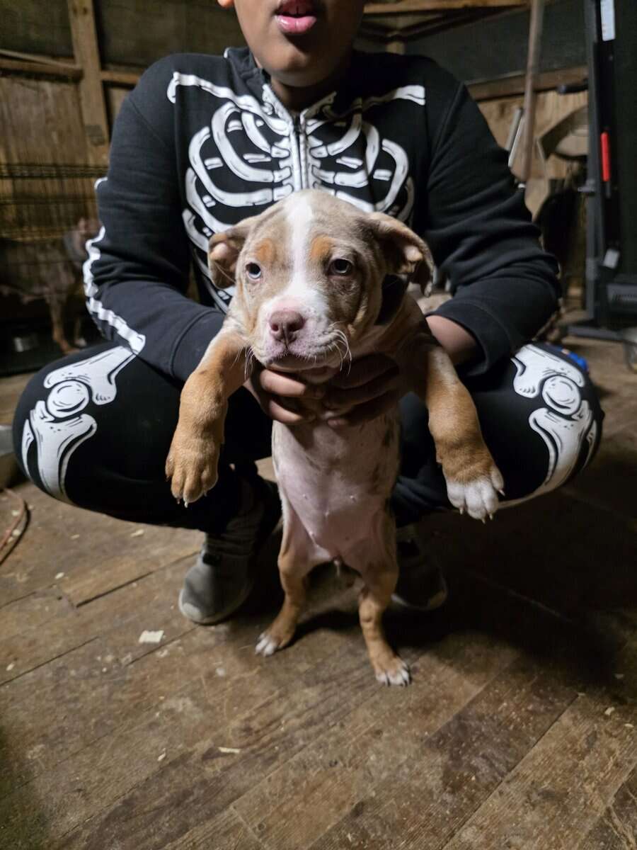 XL AMERICAN BULLY CHOCOLATE MERLE TRI image 4