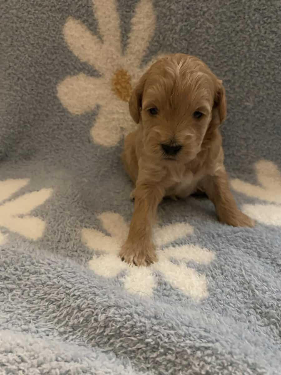 F2B miniature golden doodles image 1