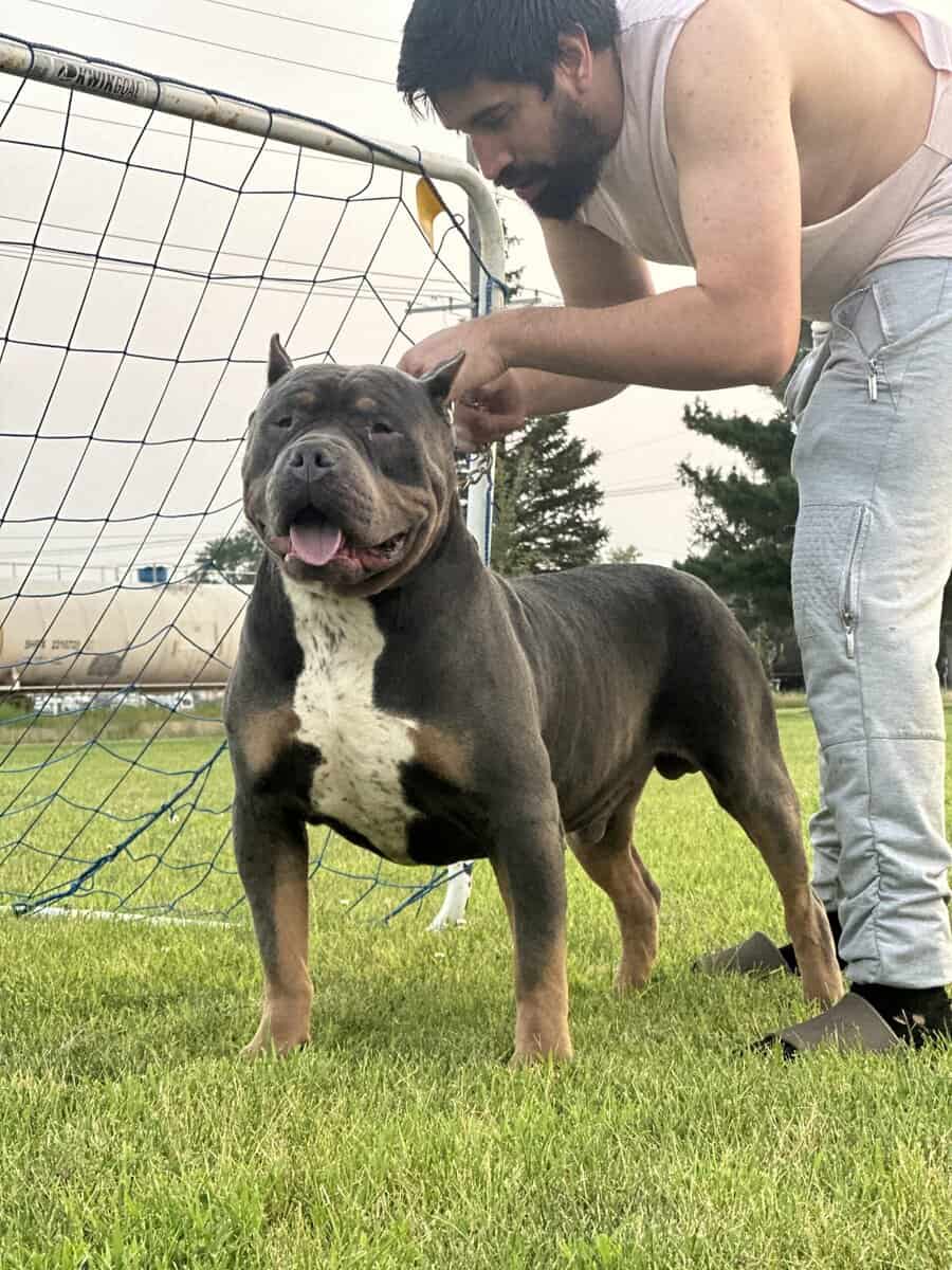 4 XL American Bully Males image 2