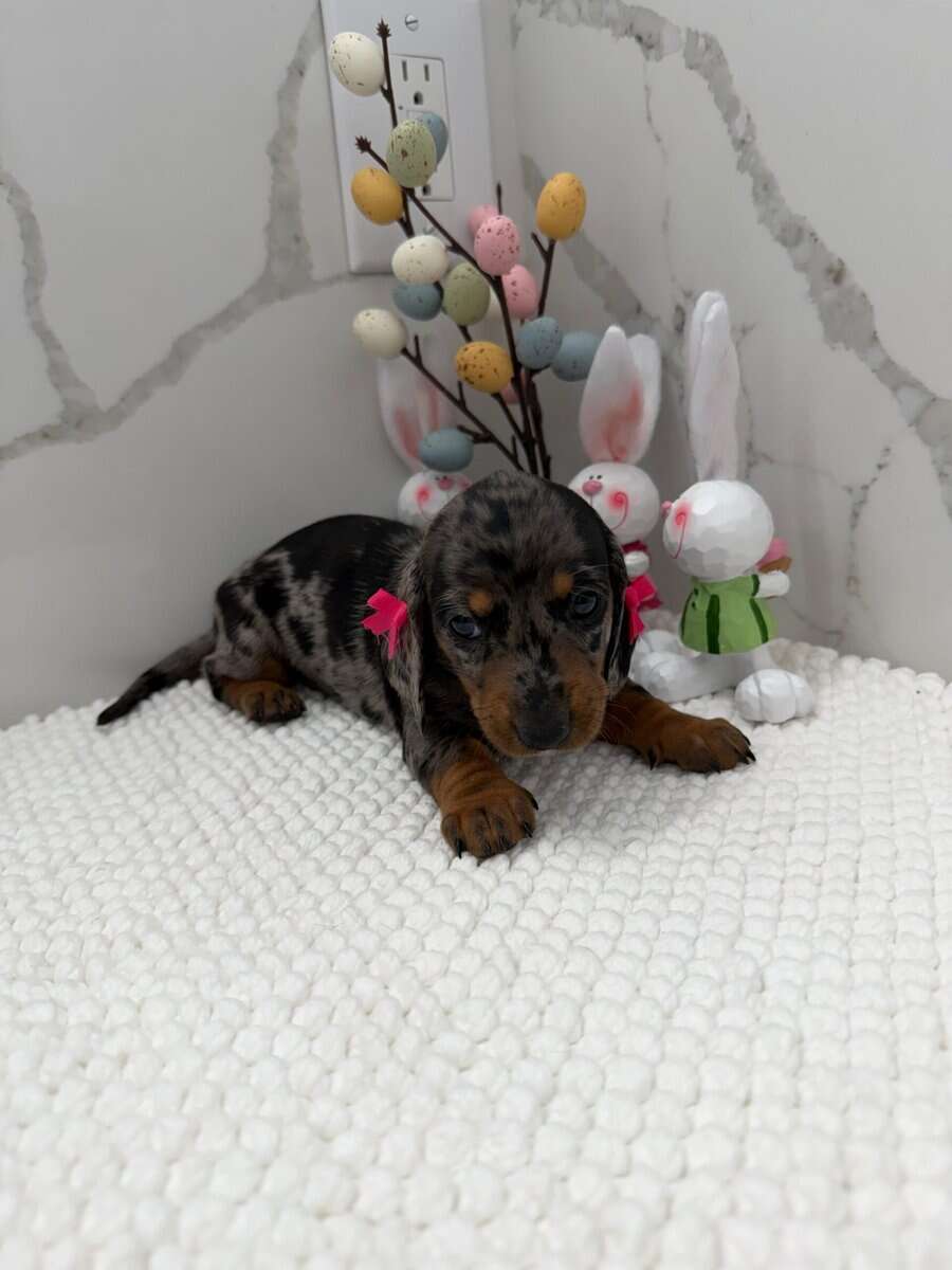 Dachshund image 4